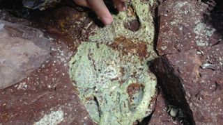 a closeup of a fossil